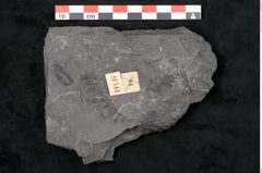 Foto (Detailansicht) von Noeggerathia palmaeformis Goeppert (NHMW-GEO-2024-0188-10741)